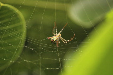 Close up shot of spider / garden spider build / making the spider web on the leafs on the garden / green background