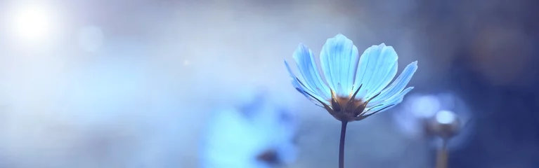 Foto op Aluminium Blauwe mooie bloem op een mooie getinte onscherpe achtergrond, grens. Gevoelige bloemenachtergrond, selectieve zachte nadruk. © Yulia