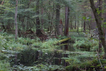 Białowieża 
