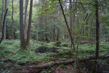 Białowieża 