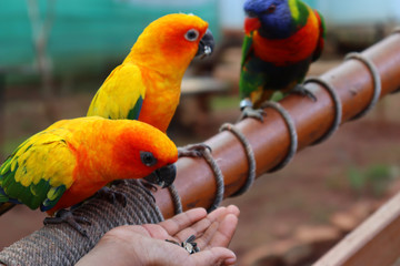 Beautiful parrot eating grains on a human hand