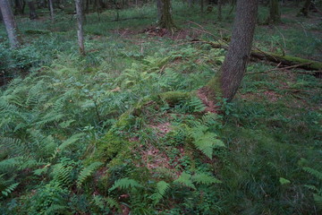 Białowieża  © Napoleon. C