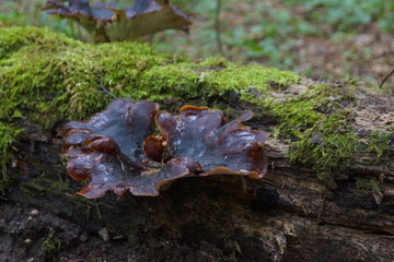 Puszcza Białowieska