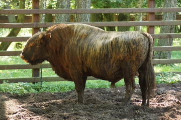 żubroń © Napoleon. C