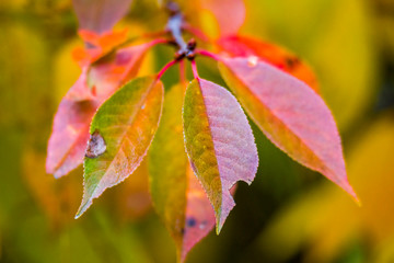 Obraz premium golden colored autumn leaves in nature