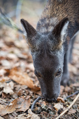 Fototapeta premium Siberian musk deer, a rare pair hoofed animal with fangs