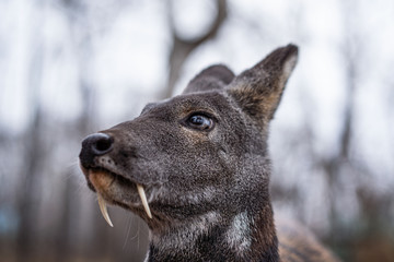 Siberian musk deer, a rare pair hoofed animal with fangs