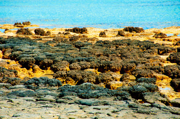 Hamelin Pool Stromatolites - Australia