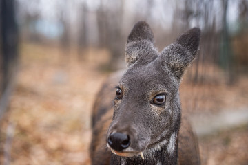 Siberian musk deer, a rare pair hoofed animal with fangs