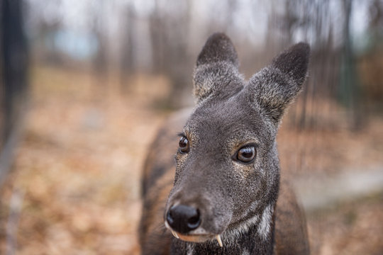 Siberian musk deer, a rare pair hoofed animal with fangs