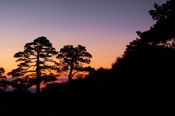 Sunset in mountain shelter in the Sierra de Guadarrama National Park. Backlit pine trees silhouette. Segovia, Madrid, Spain