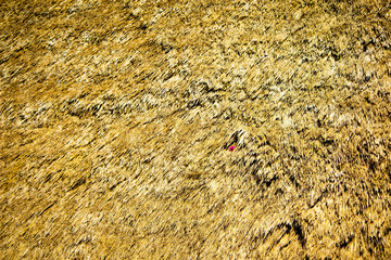 Texture of a Thatched Roof
