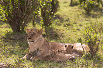 lioness nursing young cubs
