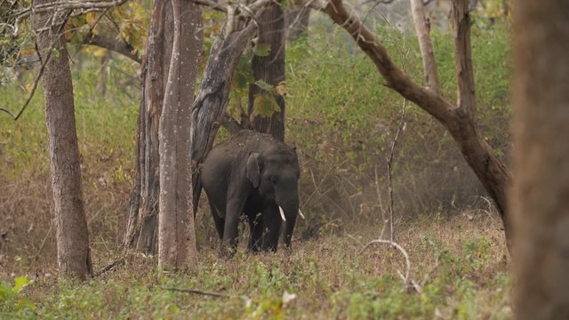 elephant mud bath