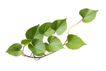 leaf of sweet potato on white background