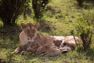 lion nursing young cubs