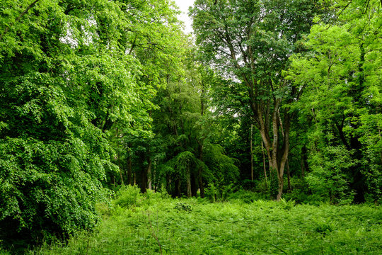 Scottish landscape with wild green trees and leaves in a forest in a sunny summer day, photographed with soft focus