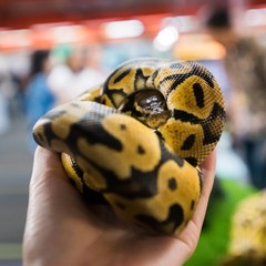 close up convoluted yellow python in hand