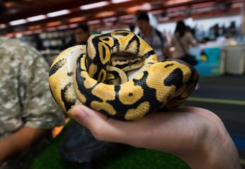 close up convoluted yellow python in hand