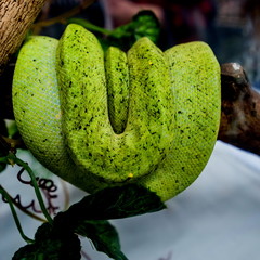 The Green Tree Python (Morelia viridis) is a tree-dwelling snake of the genus Rhodanis pythons...