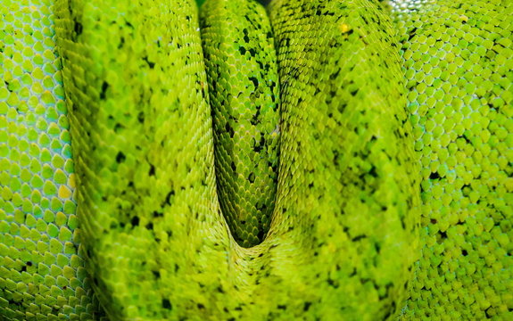 The Green Tree Python (Morelia viridis) is a tree-dwelling snake of the genus Rhodanis pythons (Morelia) within the python family (Pythonidae)