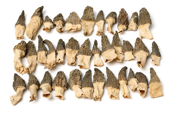 morel mushrooms on white background