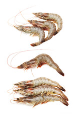 shrimps on a white background 