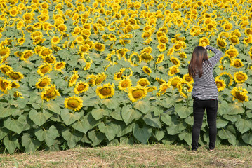 Traveler Sightseeing Sunflower  and leaf green