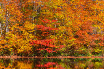 Karikomichi autumn leaves fukui prefecture japan