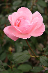 pink rose in garden