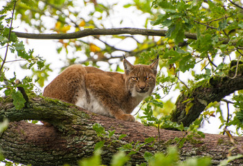 eurasian lynx on a tree