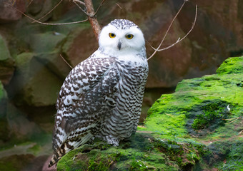 portrait of a snow owl