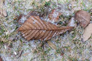Frostig: Herbst-Blatt mit Raureif in frostigem Gras