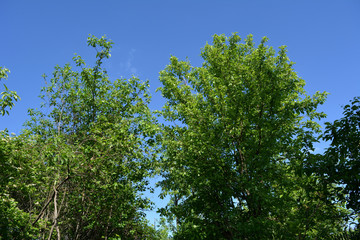 Green foliage of apple and cherry trees in the spring garden.