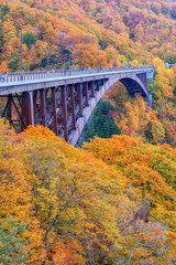 Japan - October 21: Traveller goes to see the color leaf in autumn at Jogakura Bridge, Aomori, Japan on October 21, 2019 - 301527800