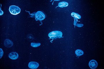 Jelly fish galaxy, Kaiyukan, Osaka, Japan