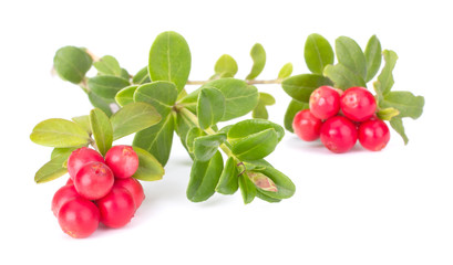 Fresh red berry: hand-picked forest Cowberry isolated on white background