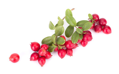 Fresh red berry: hand-picked forest Cowberry isolated on white background