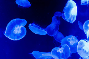 Galaxy of Jelly Fish, Osaka, Japan