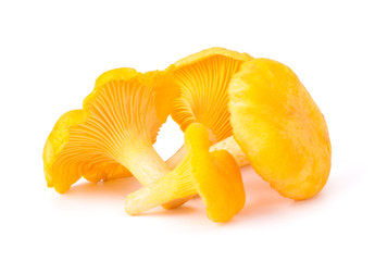 Yellow Chanterelle Isolated on White Background Close-Up