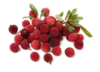 arbutus on a white background