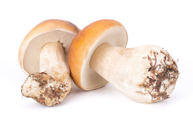 Big Boletus Edulis Mushroom isolated on white background close up