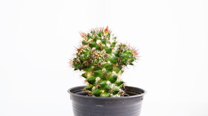 green plant in a pot isolated on white