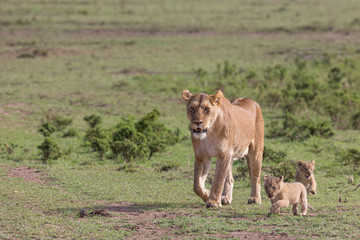 Lioness walking with very young cub