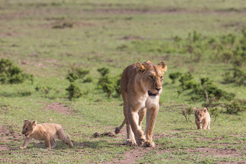 Fototapeta na wymiar Lioness walking with very young cub