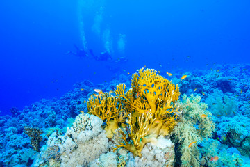 Diving the Red Sea Egypt