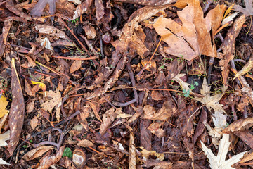 Textured Created From Brown Autumn Leaves and Chestnuts on The Ground