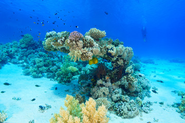 Coral Reef at the Red Sea, Egypt