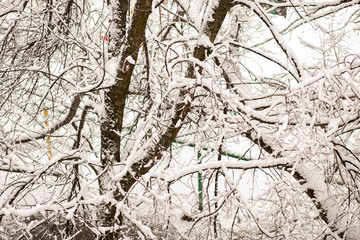 Beautiful white winter trees on snow
