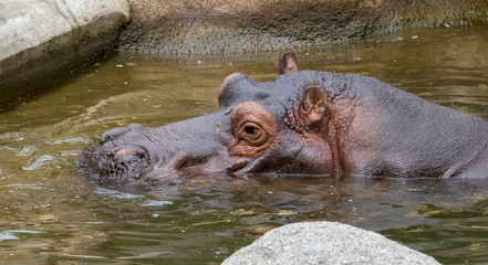 Relxaed Hippo